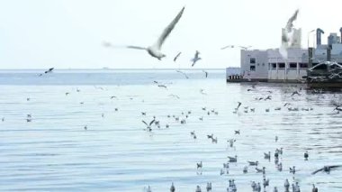 Denizin kenarında uçan martı sürüsü