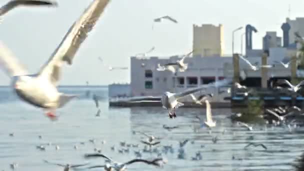 Crowd Seagull Flying Sea — Stock Video