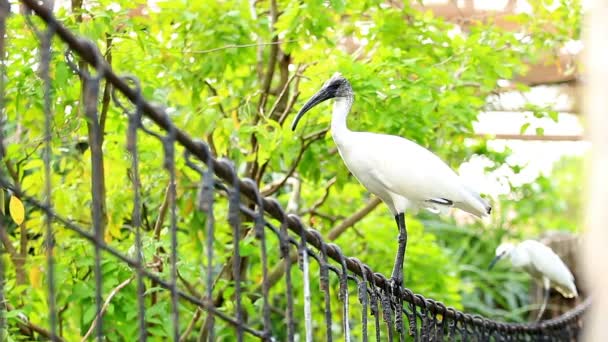 Soaring White Pelican Rail Bridge — Stock Video