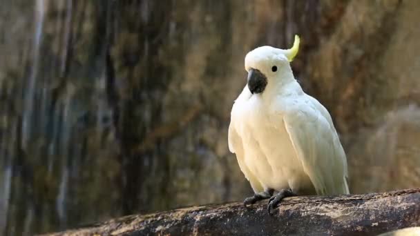 Sárga Crested Kakadu Vízesés Előtti Fán — Stock videók