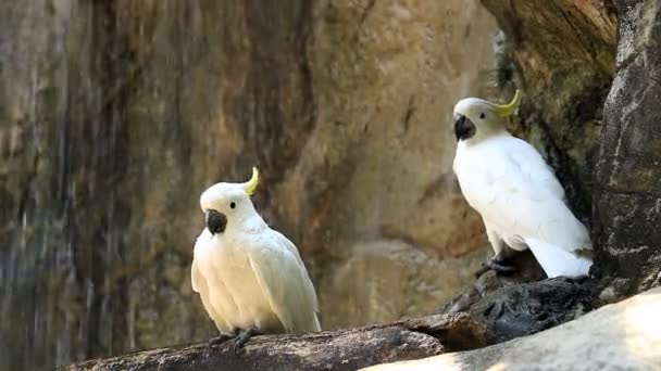 Amarelo Cacatua Madeira Frente Cachoeira — Vídeo de Stock