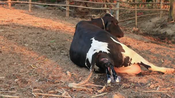 Теленание Коров Местной Ферме Естественным Образом — стоковое видео