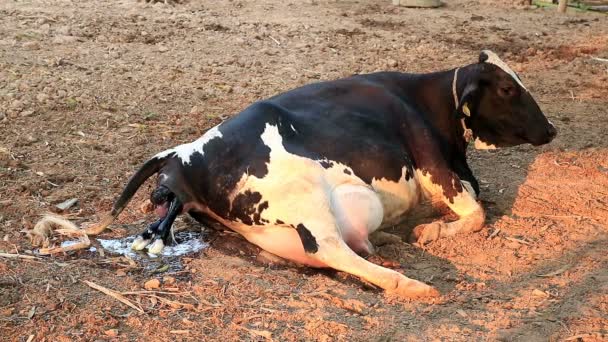 Vêlage Naturel Des Vaches Dans Une Ferme Locale — Video