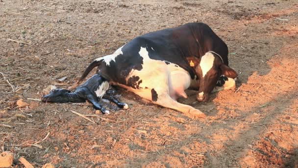 Calving Cows Local Farm Natural Way — Stock Video