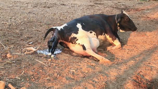 Vacas Parto Una Granja Local Una Manera Natural — Vídeos de Stock