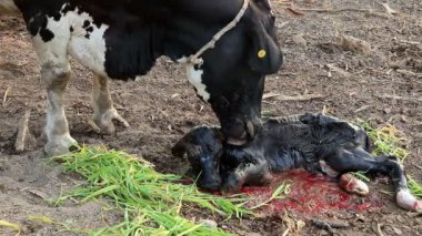 Süt İneği Anne buzağısını temizliyor.