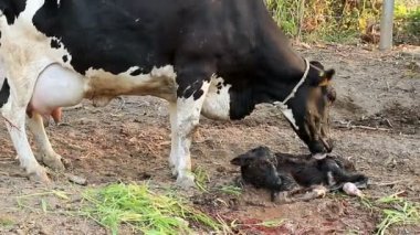 Süt İneği Anne buzağısını temizliyor.