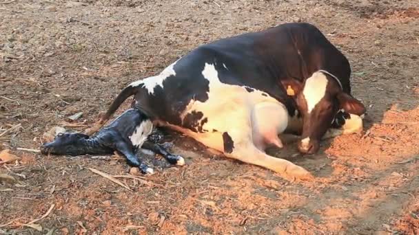 Calving Cows Local Farm Natural Way — Stock Video