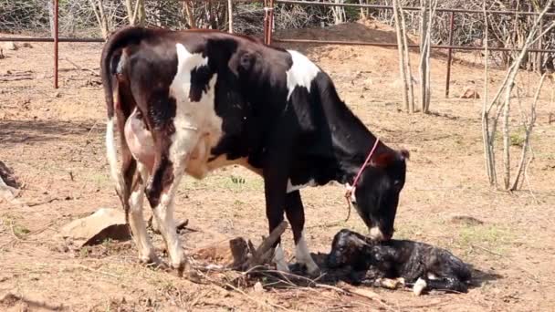 Milk Cow Mother Cleaning Her Calf — Stock Video