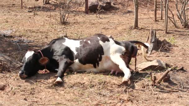 Cow Calving Local Farm — Stock Video