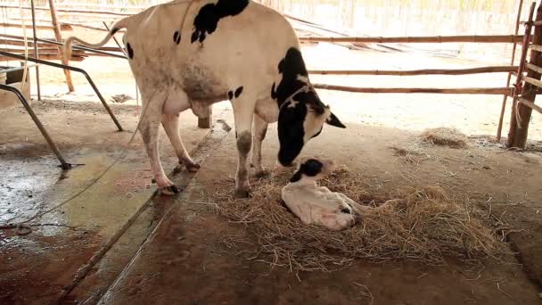 Leite Vaca Mãe Limpeza Seu Bezerro — Vídeo de Stock