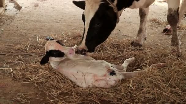 Mléko Kráva Matka Čištění Její Tele — Stock video