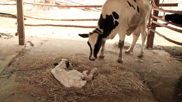 Milk Cow Mother Cleaning Her Calf — Stock Video