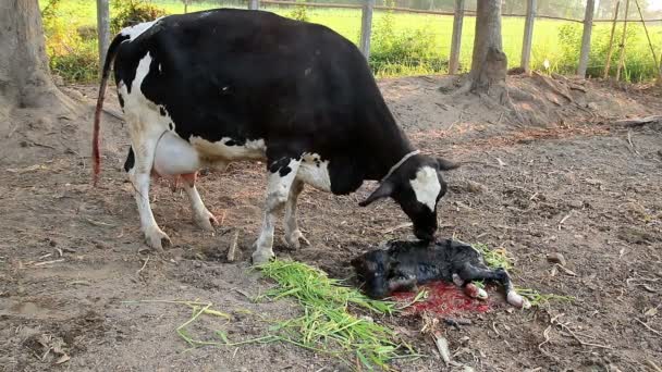 Milk Cow Mother Cleaning Her Calf — Stock Video