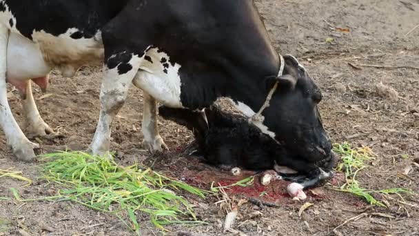 Γάλα Αγελάδα Μητέρα Καθαρισμό Μοσχάρι Της — Αρχείο Βίντεο