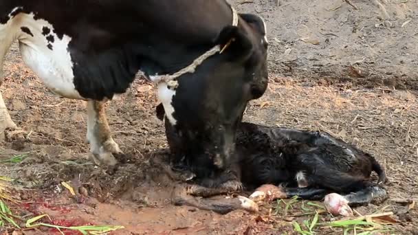 Молочная Корова Мать Чистит Теленка — стоковое видео