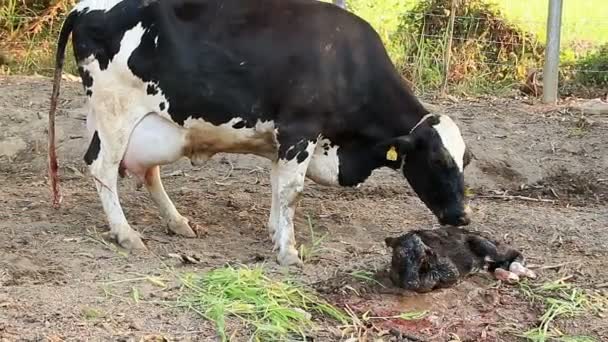 Vaca Leche Madre Limpiando Ternero — Vídeos de Stock