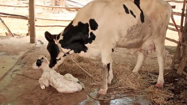 Milk Cow Mother Cleaning Her Calf — Stock Video