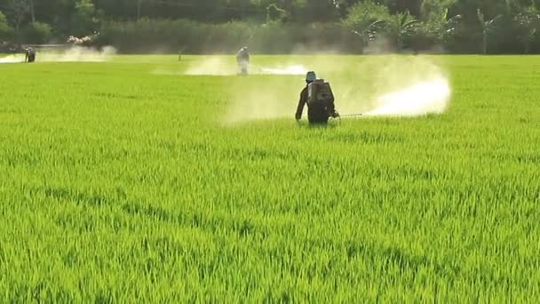 Rolnicy Rozpylający Pestycydy Polach Ryżowych — Wideo stockowe