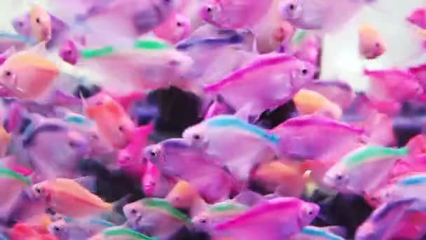 Piękne Rainbowfish Pływanie Akwarium Ryb — Wideo stockowe