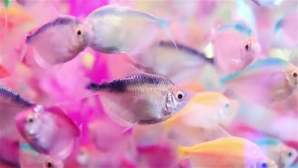 Mooie Rainbowfish Zwemmen Fish Tank — Stockvideo