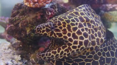 Akvaryum Tankında Dev Moray