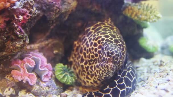 Moray Gigante Tanque Del Acuario — Vídeo de stock