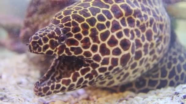 Moray Gigante Aquário — Vídeo de Stock