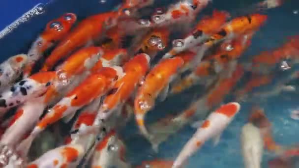 Publiken Koi Carp Dammen — Stockvideo