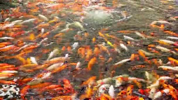 池子里成群结队的鱼儿 — 图库视频影像