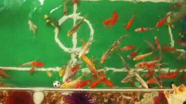 Koi Carp Futbol Topu