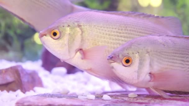 Küssen Von Fisch Thailand Wasser Süßfisch — Stockvideo