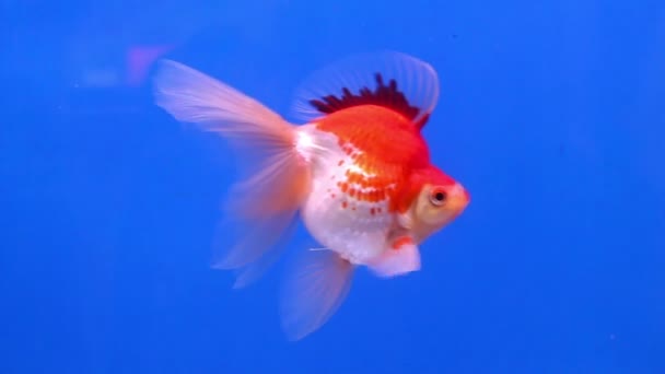 Goldfische Schwimmen Auf Blue Screen Hintergrund — Stockvideo