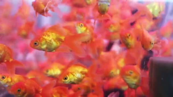 Grupo Peces Dorados Nadando Pecera — Vídeo de stock