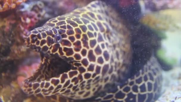 Giant Moray Akuarium Tank — Stok Video