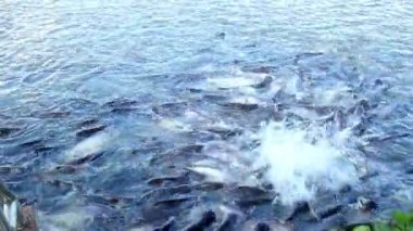 Nehirde beslenen balık sürüsü