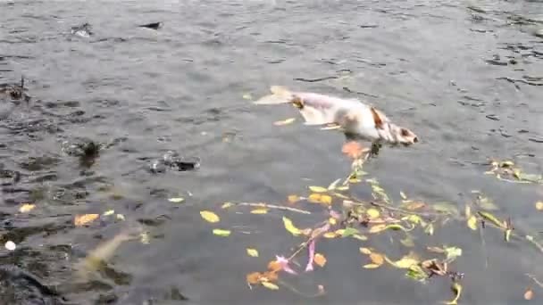 川に浮かぶ魚やガベージダイ — ストック動画