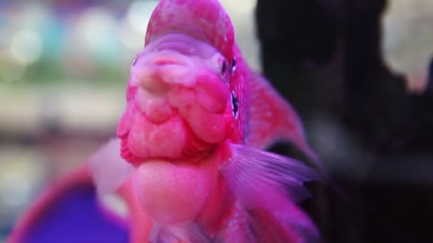 水槽の中のカラフルな魚のシクリッド — ストック動画