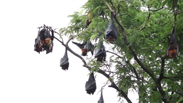 Multidão Morcego Gigante Frutas Relaxando Árvore — Vídeo de Stock