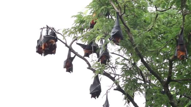 Multidão Morcego Gigante Frutas Relaxando Árvore — Vídeo de Stock