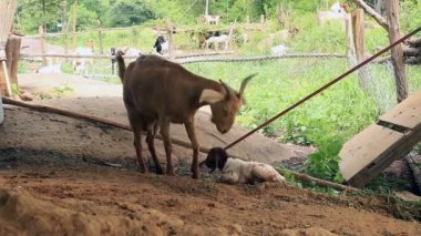 Keçi Anne yeni doğan bebeğini besleyip temizliyor..