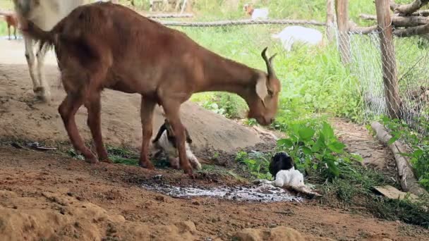 Chèvre Mère Nourrissant Nettoyant Son Nouveau — Video