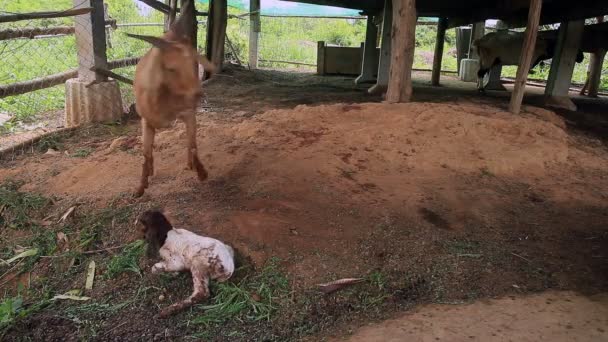 Les Mères Chèvre Préparent Une Zone Pour Donner Second Nouveau — Video