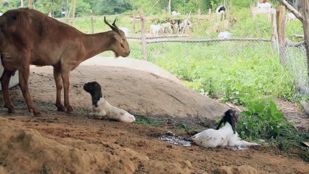 Chèvre Mère Nourrissant Nettoyant Son Nouveau — Video