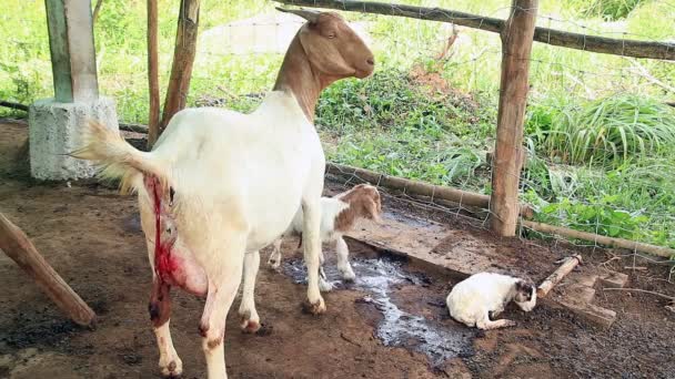 Goat Mother Feeding Cleaning Her Twin Newborn — Stock Video