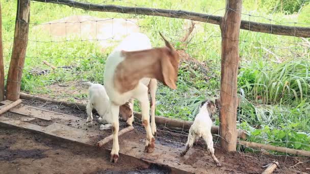 Chèvre Mère Nourrissant Nettoyant Son Nouveau Jumeau — Video