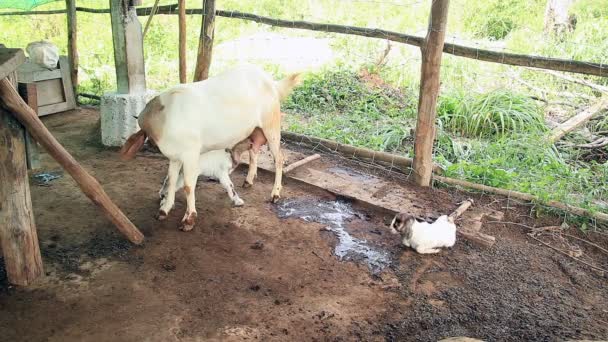 Cabra Madre Alimentando Limpiando Gemelo Recién Nacido — Vídeo de stock