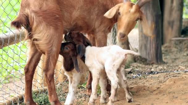 Koza Matka Karmienie Czyszczenie Jej Noworodka — Wideo stockowe