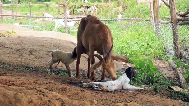 Goat Mother Feeding Cleaning Her Newborn — Stock Video
