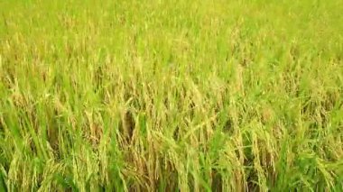 Rüzgar estiğinde pirinç tarlası